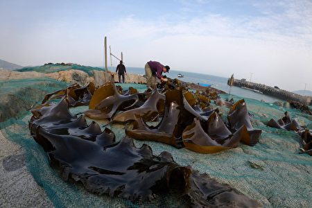 马祖北竿渔民采收当地海域人工养成的海带，于岩岸上以日光晒干