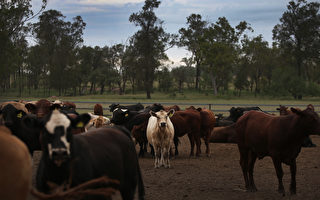 再一家澳洲肉厂被中共列入进口黑名单