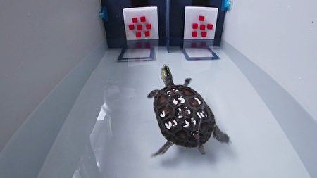 台湾师范大学团队透过实验了解斑龟的数感能力，研究发现斑龟有“大于”的概念，甚至能分辨9跟10的差距。 