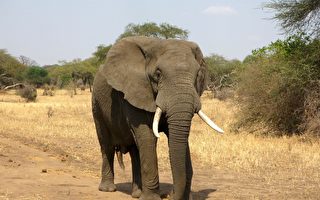 南非大象踩死盜獵嫌犯 留下手機給警方調查