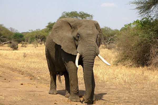 南非大象踩死盜獵嫌犯 留下手機給警方調查
