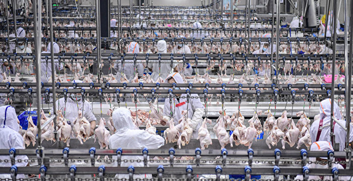 中国H5N6禽流感病例增加 专家：或是新变种