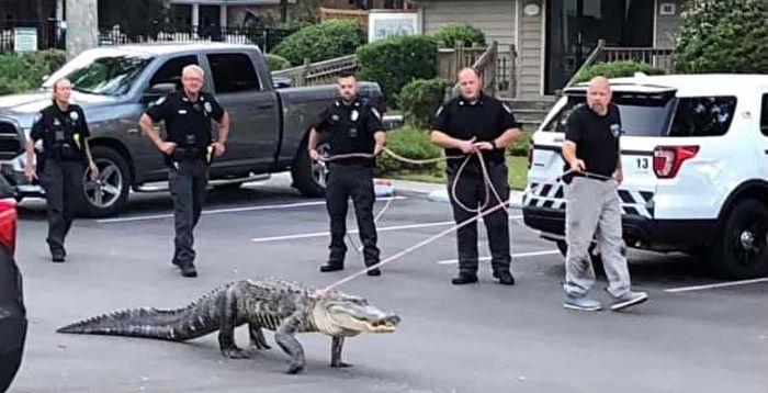 你见过美国警察“遛鳄鱼”吗？