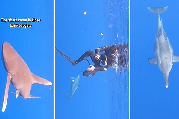 鯊魚在潛水員附近徘徊 海豚展開「保護」行動