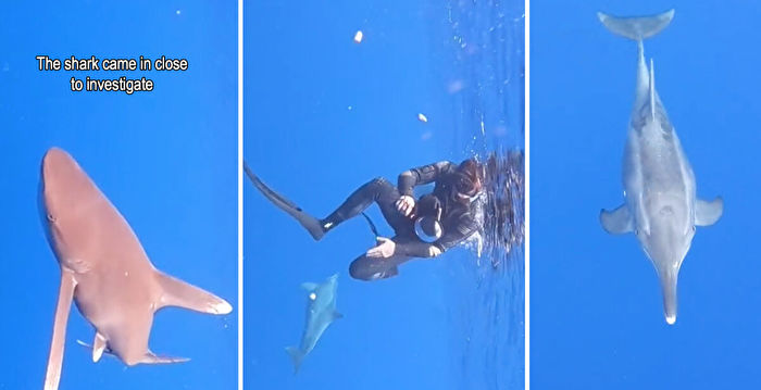 鲨鱼在潜水员附近徘徊 海豚展开“保护”行动
