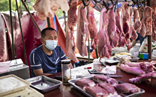 中国菜比肉贵 猪价大跌 养一头猪赔500元