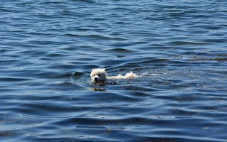 小狗在美國佛州外海漂流 幸遇善心人士搭救