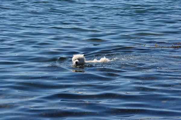 小狗在美國佛州外海漂流 幸遇善心人士搭救