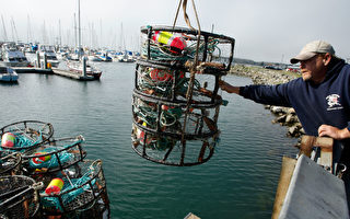 加州珍寶蟹捕撈季臨近 當局擬禁用捕蟹籠