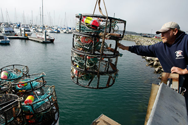加州珍宝蟹捕捞季临近 当局拟禁用捕蟹笼