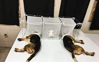 福奇机构涉残忍幼犬实验 动物保护组织：这是行业秘密