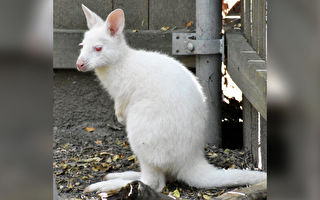 美國動物園迎來白色小袋鼠寶寶 超罕見