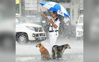 暴雨中兩隻狗被困馬路上 交警一舉動超暖心