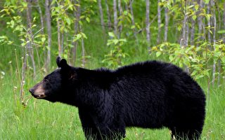 麻州黑熊襲擊家禽 遭捕獲放生