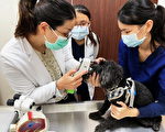 嘉大动医免费为犬猫健检 狂犬疫苗晶片注射