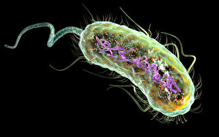 科学家用原子力显微镜观测细菌外膜的结构