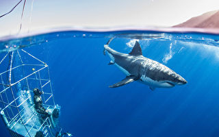 研究：白鲨视力差无法分辨 不主动攻击人类