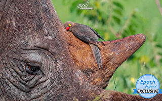 奇妙的跨界友誼：小鳥愜意擁抱犀牛角休息