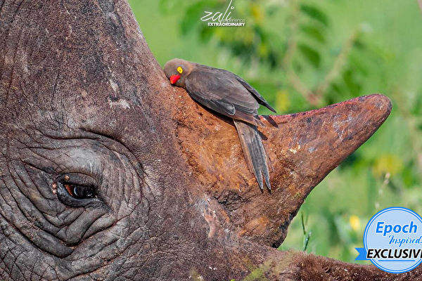 奇妙的跨界友谊：小鸟惬意拥抱犀牛角休息