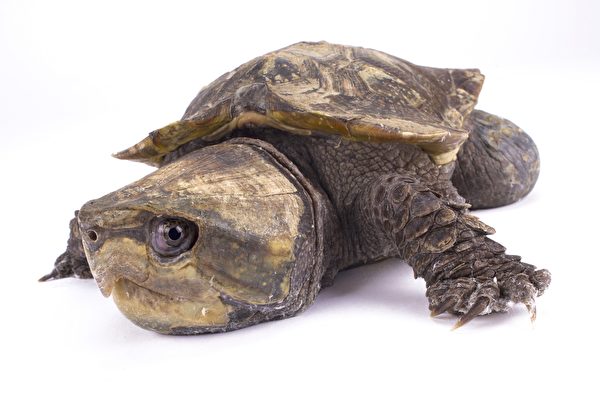 瀕臨絕種的大頭龜 倫敦動物園誕生3隻