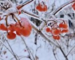 哈爾濱暴雪過後又來凍雨 全市受災嚴重