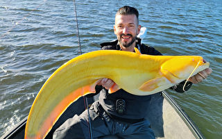 德国渔民钓到罕见金黄大鲶鱼 外形酷似香蕉