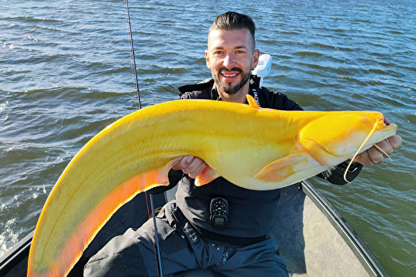 德国渔民钓到罕见金黄大鲶鱼 外形酷似香蕉