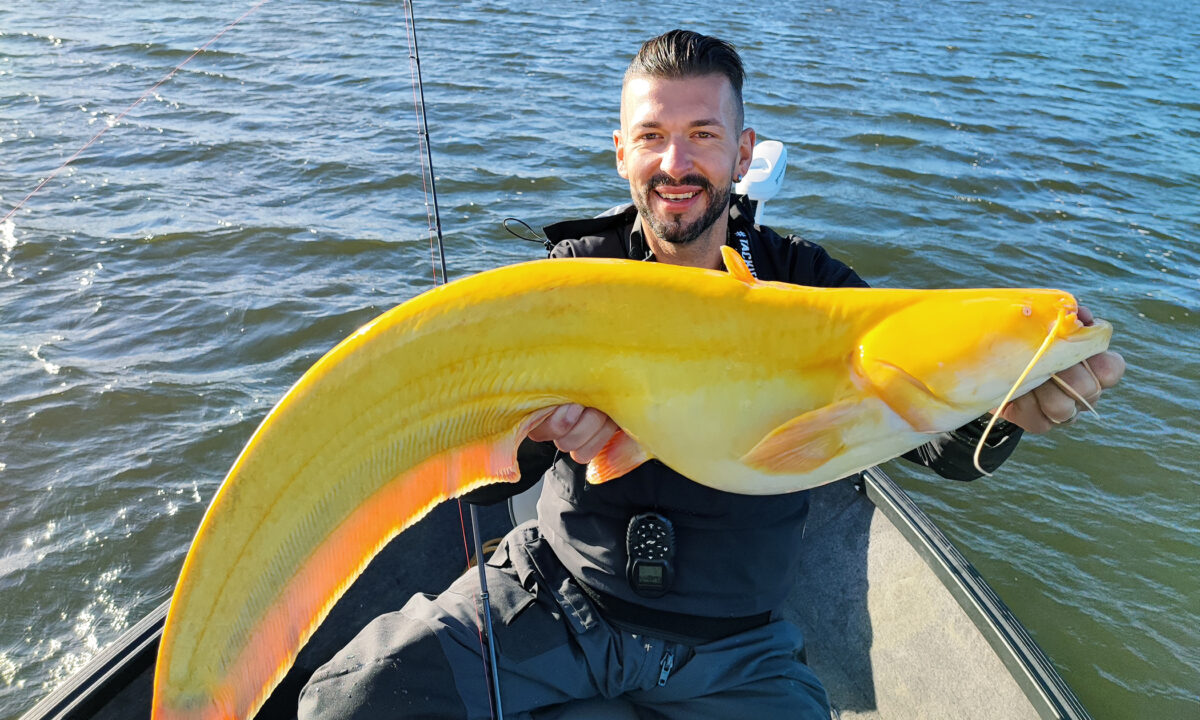 德国渔民钓到罕见金黄大鲶鱼外形酷似香蕉, 钓鱼, 金黄色, 基因突变