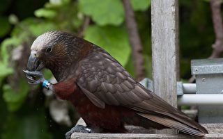 面部識別技術正用於保護新西蘭卡卡鸚鵡