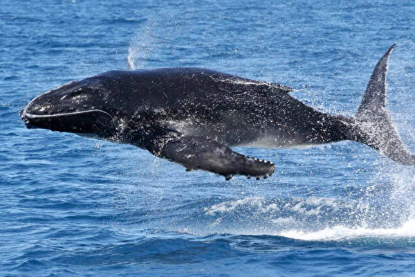 組圖：澳洲座頭鯨幼崽躍出海面的壯觀景象
