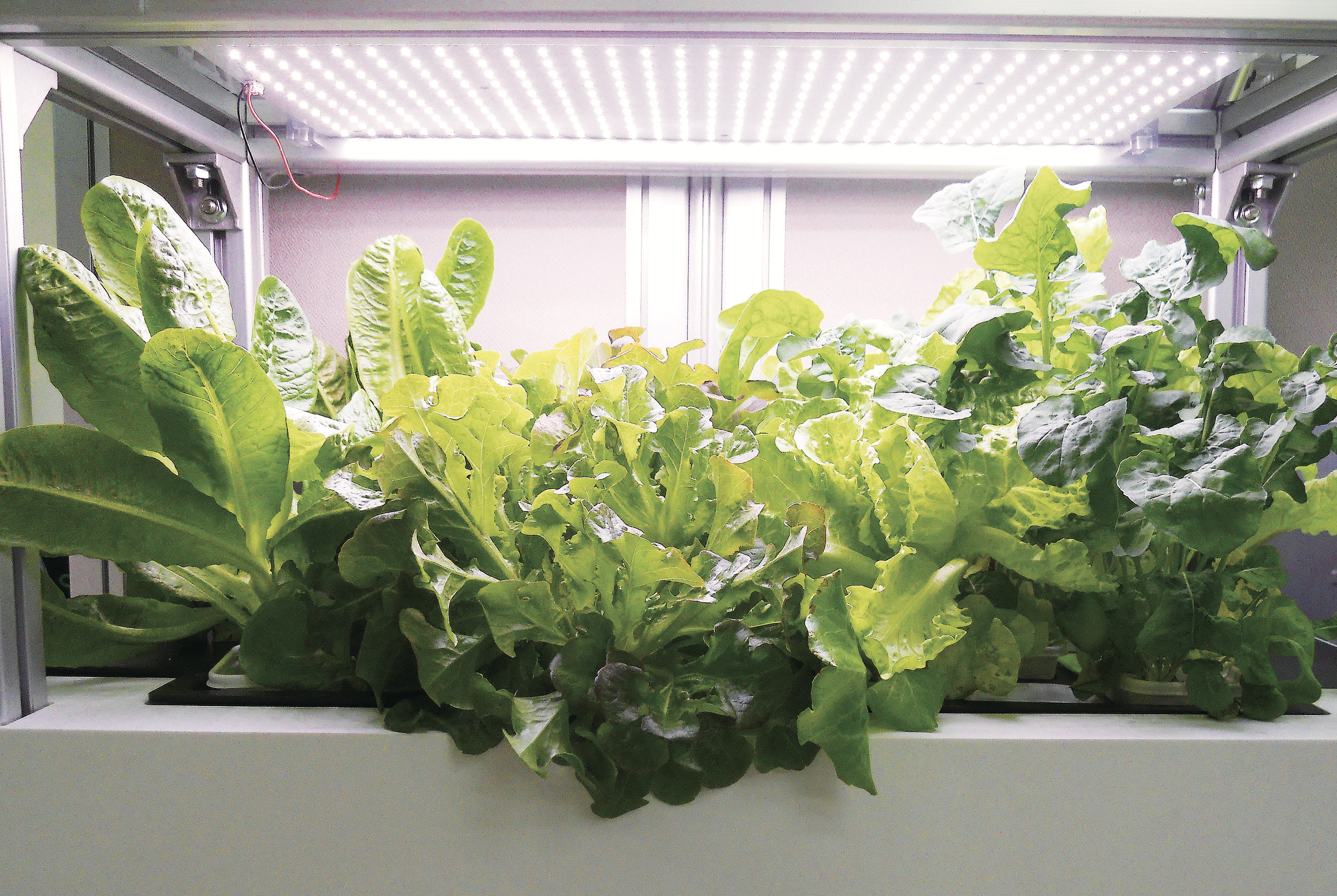 室内栽培水耕植物如何挑选led灯补光 家庭园艺 家庭菜园 植物补光 大纪元