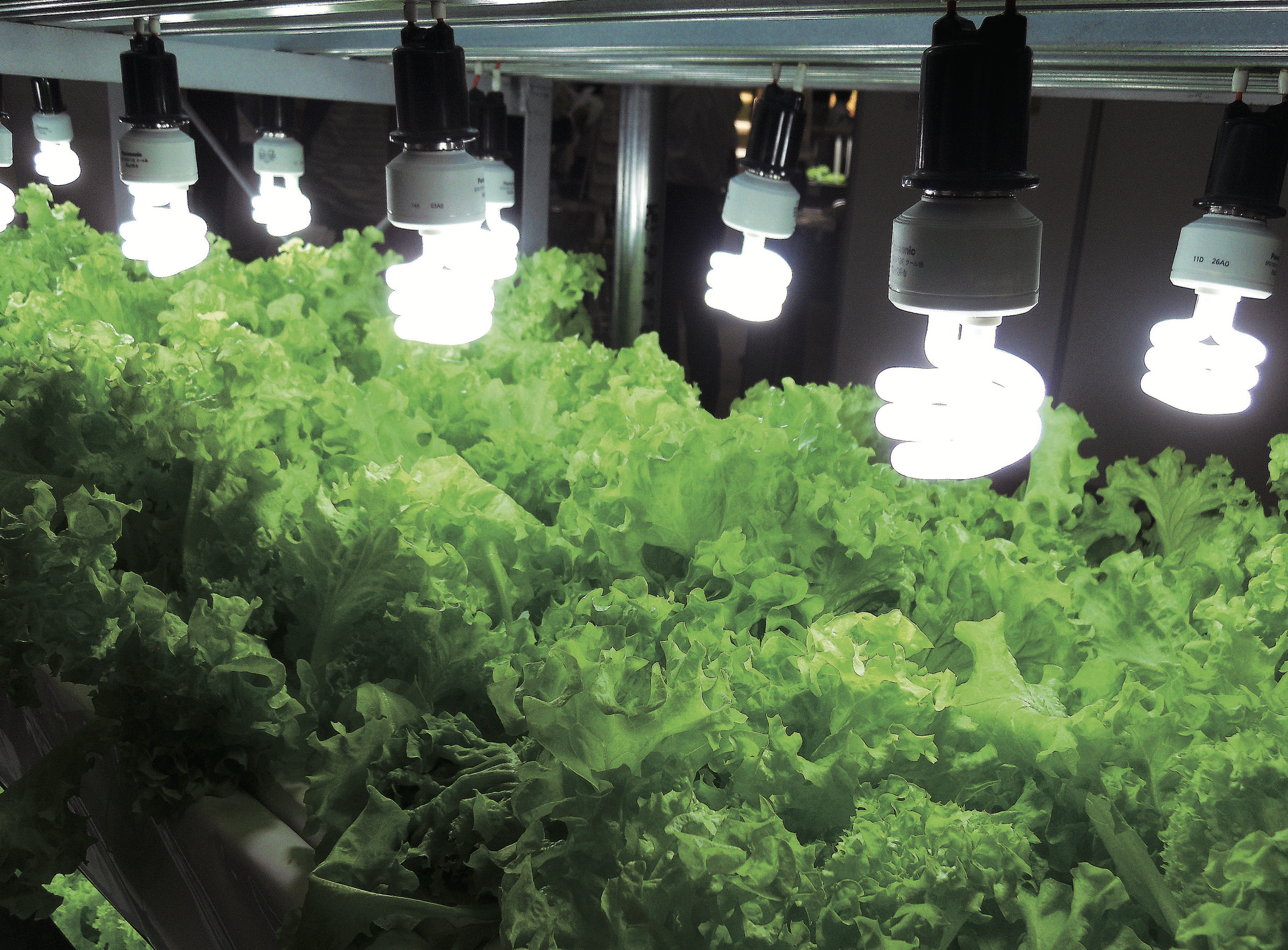最旬トレンドパンツ SODATECH 植物育成灯 室内栽培 水耕栽培照明