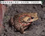 百大入侵種海蟾蜍首現蹤 林務局擬緊急移除