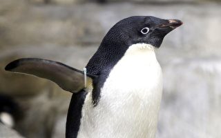从南极游到新西兰的企鹅被放归野外