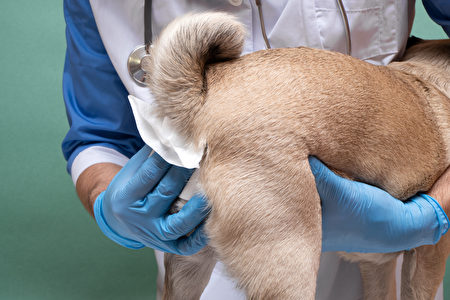 Veterinarians,Clean,The,Paraanal,Glands,Of,A,Dog,In,A,Shutterstock,肛门腺