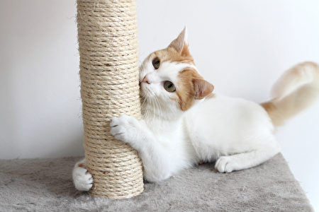 Red,And,White,Cat,And,Scratching,Post,Shutterstock,貓抓柱,貓抓板