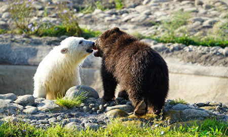 一隻北極熊幼崽和灰熊孤兒之間的友誼 寶寶 大紀元