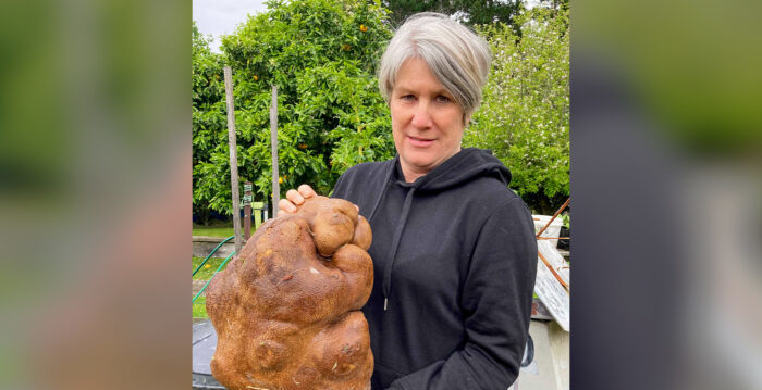 新西兰夫妇挖出17磅重土豆 或破世界纪录