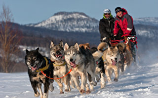 200多只雪橇狗被政府带走 狗主人打官司