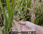 陳思敏：中國糧食豐收增產背後的四大問題