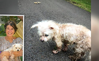 佛州小狗丟失七年後在密西西比州找到