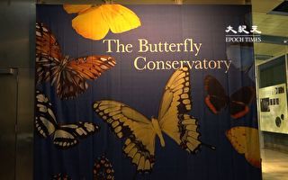疫情後回歸 自然博物館展出熱帶蝴蝶