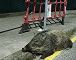 梁肇辉称捕杀野猪有咨询