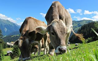 化「牛糞」為力量 英國農夫生產可充電電池
