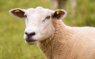 南地农场主培育出无需剪毛的绵羊新品种