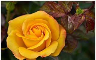 北帕150周年之际 50种新品玫瑰周末将盛放