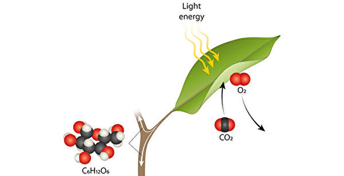 新型催化剂模拟光合作用 可使产能提高十倍