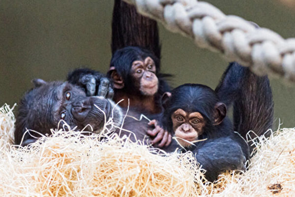 溫馨視頻：黑猩猩寶寶被它姨媽收養