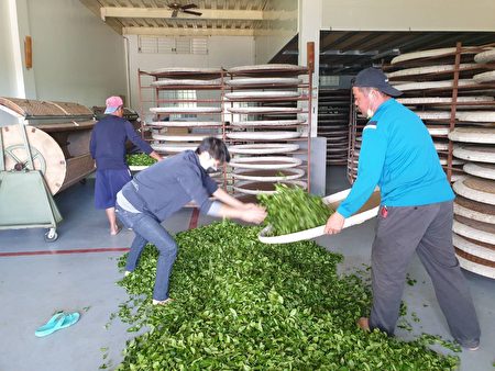 農糧署東區分署鼓勵民眾前往台東優質茶園，認識國產茶。