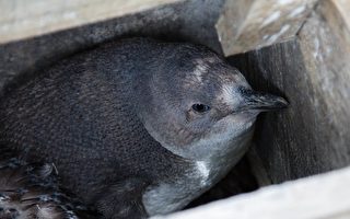 新孵化的小藍企鵝 成最新網絡直播關注對象